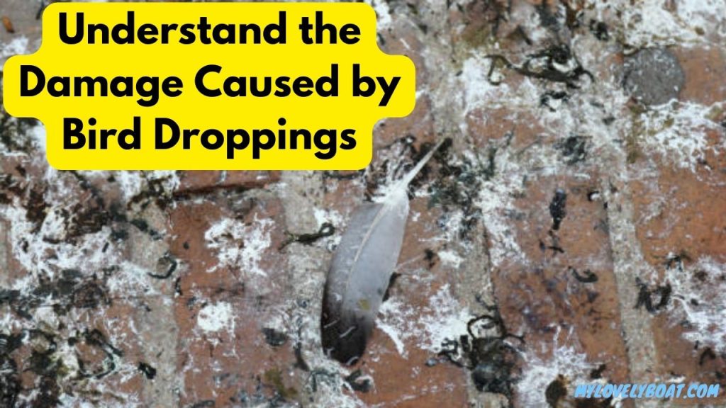 Understand the Damage Caused by Bird Droppings