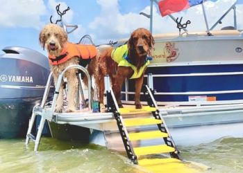 Best Dog Boat Ramps and Ladders