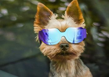 Best for Small Dogs_ Enjoying Small Dog Sunglasses