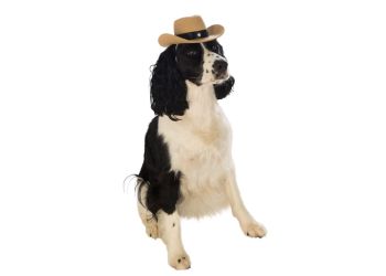 Cowboy Hat for Dogs