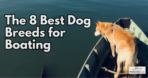 The 8 Best Dog Breeds for Boating